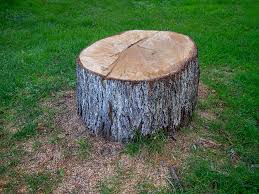 Best Hazardous Tree Removal  in Edgewood, TX
