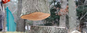 Best Storm Damage Tree Cleanup  in Edgewood, TX