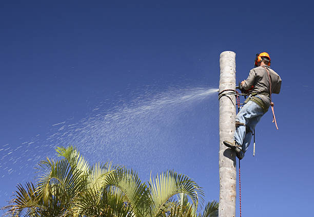 Best Tree Mulching  in Edgewood, TX
