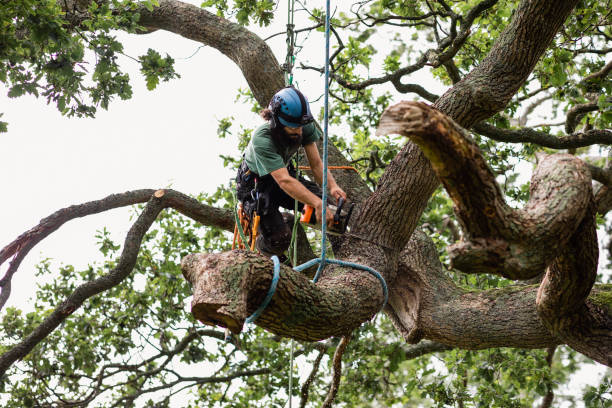 Tree and Shrub Care in Edgewood, TX