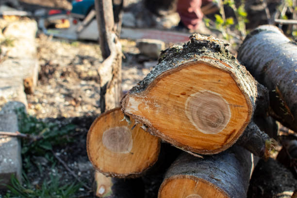 How Our Tree Care Process Works  in  Edgewood, TX