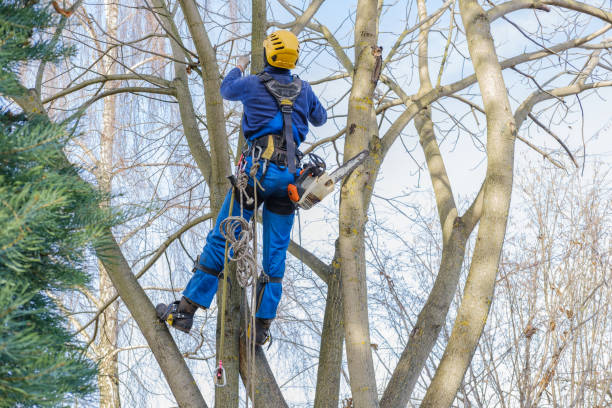 Best Stump Grinding and Removal  in Edgewood, TX